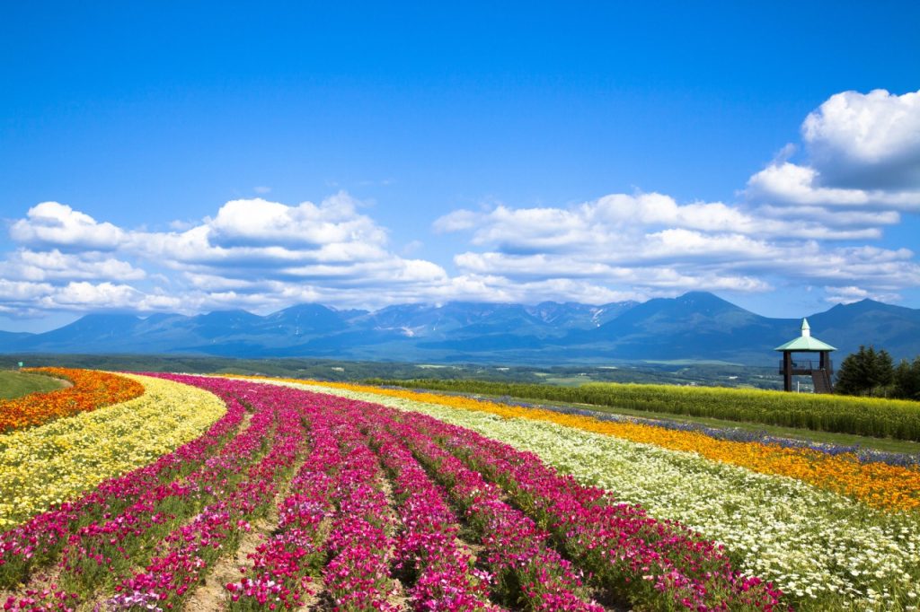 kamifurano flower land