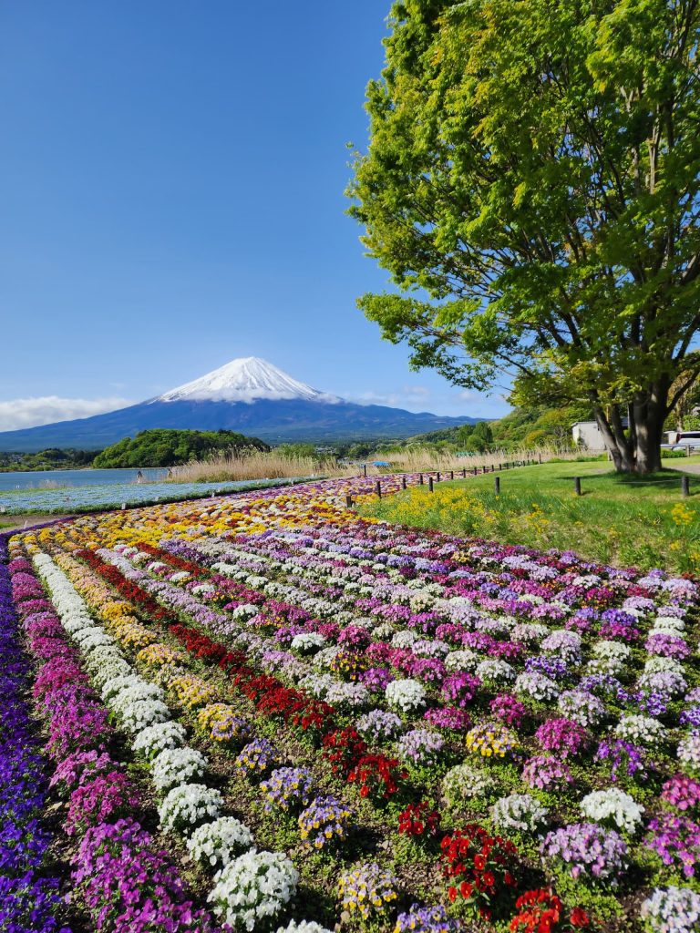 mt fuji