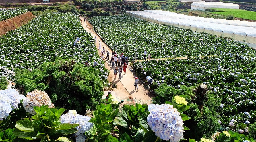 hydrangeas flower