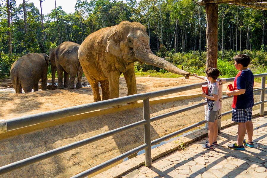 vinwonders safari